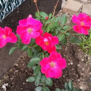 Meet your Posher, Emma